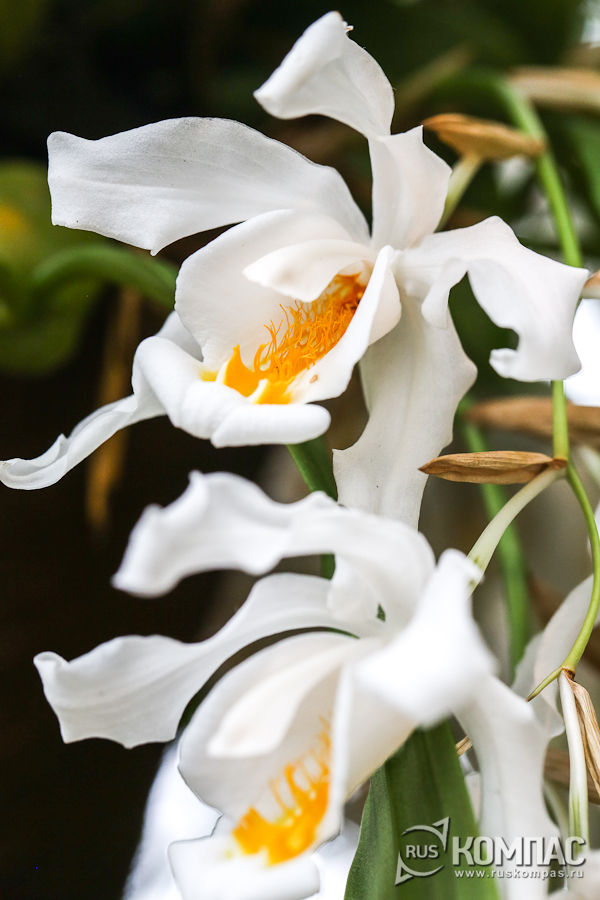     (Coelogyne cristata)