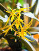   Brassia