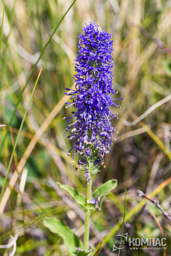   (Veronica porphyriana)