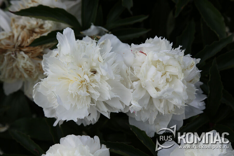      (Paeonia Shirley Temple, ,  1952 .)