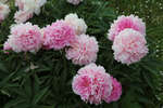     (Paeonia Ensign Moriarty, Lins, 1948. )