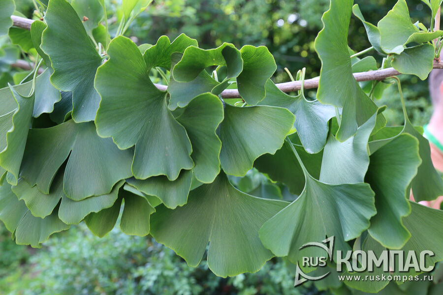    (Ginkgo biloba) - ,    