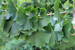    (Ginkgo biloba) - ,    